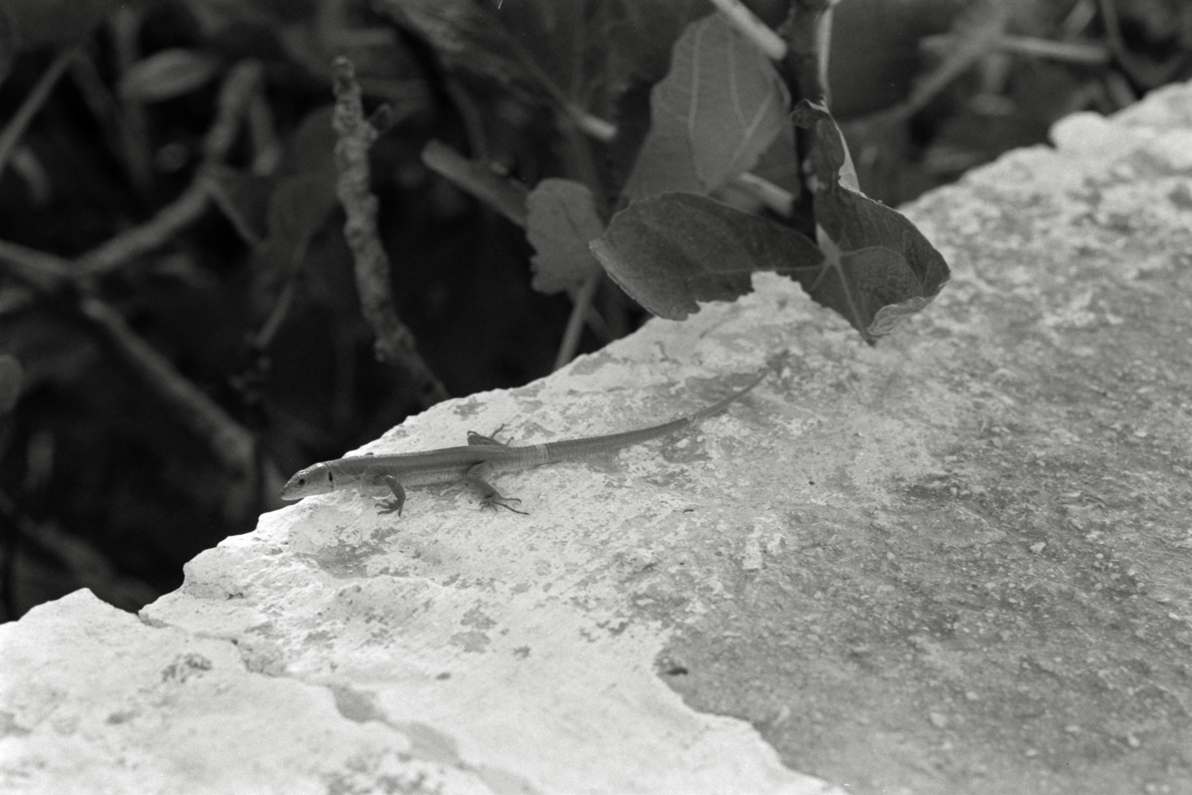 AHP F1991 09 005 sc250507 img04 NLP